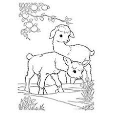 We have collected 38+ boer goat coloring page images of various designs for you to color. Top 25 Free Printable Goat Coloring Pages Online Farm Animal Coloring Pages Animal Coloring Pages Farm Coloring Pages