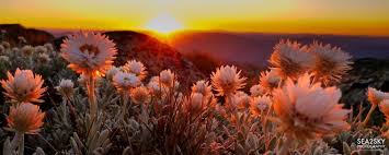 Image result for spring
