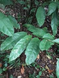 Image result for Dichapetalum deflexum