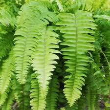 Image result for Arthropteris palisotii