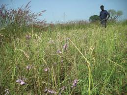 Image result for Rhamphicarpa brevipedicellata