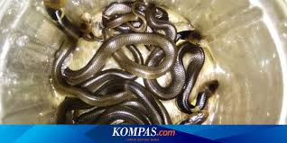We did not find results for: Mengenal 3 Predator Alami Anakan Ular Kobra Jawa Halaman All Kompas Com