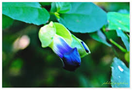 Image result for Thunbergia mildbraediana