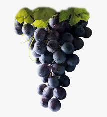 Racimo Uva Vino Tinto Red Grapes Hd Png Download Transparent Png Image Pngitem Encontre mas imagenes de alta resolucion en la coleccion de istock, que tiene un banco de ilustraciones e vectores de agricultura disponible para descargar facilmente. racimo uva vino tinto red grapes hd