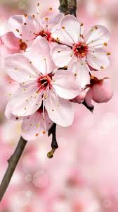 Sakura downstairs empty city new language extreme. Cherry Blossom Wallpaper Enjpg