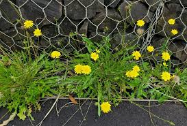 Image result for Hypochaeris