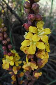 Image result for Alectra orobanchoides