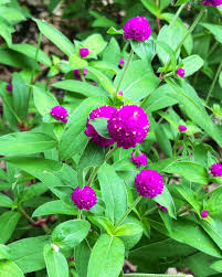 Image result for Gomphrena globosa