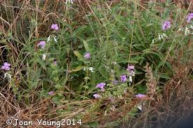 Image result for Syncolostemon canescens