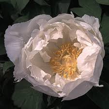 Hybrids are usually first generation with a half moutan and a half lutea, otherwise 9/16. 00870 Type Tree Peony Suffruticosa Group Japanese Botan The Chugai Nursery Yamamoto Japan Catalog 1940 1941 Tree Peony New Rare Varieties Japanese Tree Peony White Flowering Group Pure White No Flares Large Size Sheath