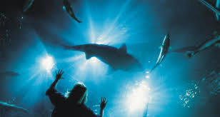 Check spelling or type a new query. Fife Business Deep Sea World