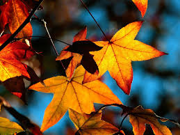 Check spelling or type a new query. Beautiful Fall Wallpapers High Resolution Autumn Leaves 1600x1200 Wallpaper Teahub Io