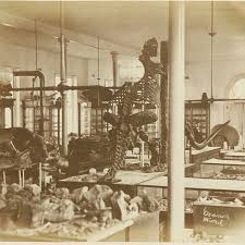 Americanum, sometimes called the giant ground sloth, or the megathere, native to the pampas through southern bolivia during the pleisto. Iu To Build Replica Of Giant Sloth Skeleton 2019 News Media Indiana University Bicentennial Indiana University