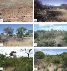 Image result for Megaloprotachne