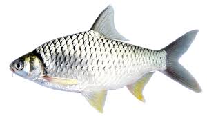 Jul 15, 2019 · kenali lampam jawa menurut lawan sensawang fishbase, taburan ikan lampam jawa (silver barb) meliputi lembangan mekong dan chao phraya, semenanjung malaysia, sumatera dan jawa. Infomina 7 Jenis Ikan Lokal Yang Berpotensi Untuk Di Budidaya