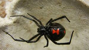Contact orkin for help getting red of black widow spiders. Black Widows Hourglass Markings Deter Potential Predators Mental Floss