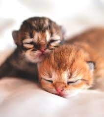 During this time, newborn kittens are just d. Baby Cats So Small So Sweet Cute Baby Animals Kittens Cutest Baby Cats