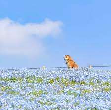 We did not find results for: Anime Perfect Images Of Images Of Aesthetic Anime Flower Field