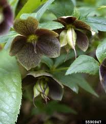 Check spelling or type a new query. Hellebore Helleborus Orientalis Ssp Abchasicus A Braun B Mathew