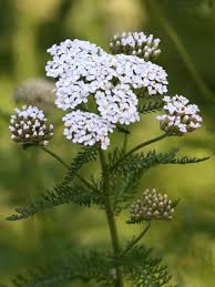 Image result for Achillea millefolium