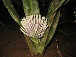 Image result for Xerophyta kirkii