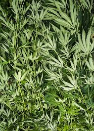 These plants simply grow in some areas, but growing marijuana and weed is illegal in maximum states. Destroyed Illegal Marijuana Plantation Lying Cannabis Plants Stock Image Image Of Lying Species 119964691