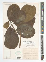 Image result for Otomeria