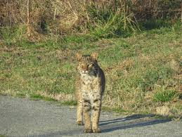 Even better, it's just a stone's throw from sandbridge. Bobcats Are Elusive Back Bay National Wildlife Refuge Facebook