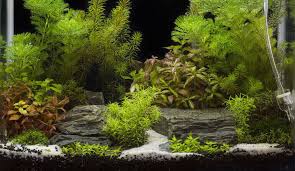 We did not find results for: Best White Sand For Freshwater Aquarium Thefishkeeping Com