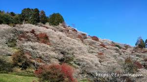 「四季桜」の画像検索結果