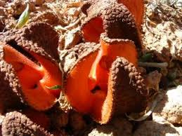 Image result for Hydnora