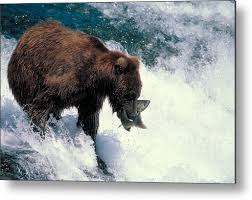 Brown Bear Fishing Metal Print by Phil A. Dotson
