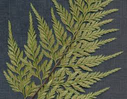 Image result for Asplenium uhligii