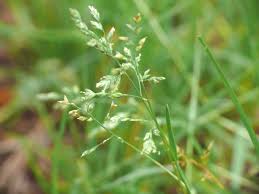 Image result for Poa annua