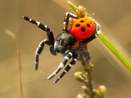 It's not that only black widow spiders prey upon it's own male and mate. Sexual Selection In Spiders Wikipedia