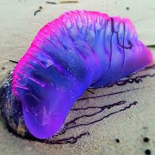 A Long Weekend In The Riviera Maya 14 Experiences Ocean Creatures Sea Animals Beautiful Sea Creatures