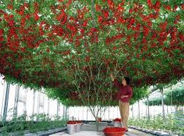 About 2 m number of seeds: Overhea Tomato Trellis In Green House Tomato Tree Plants Tomato Garden