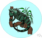 How good is your sms english? Chameleons Definition Of Chameleons By The Free Dictionary