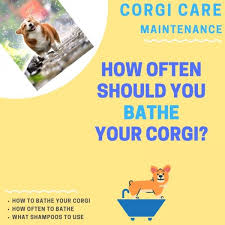 We did not find results for: How Often Should I Bathe My Corgi And How Do I Do It Corgi Adoption
