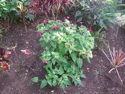 Image result for Mirabilis jalapa