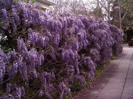 While just about everybody is aware that the wisteria plant is a gorgeous vining shrub that is grown most often in the shrub, very few people know that this plant is actually a member of the. In The Garden Wisteria Will Wow Overwhelm Valley Verve Yakimaherald Com