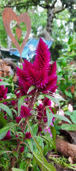 Celosia Argentea Argentea Celosia Schnellwachsende In 2020 Plants Decor