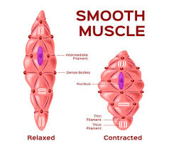 Smooth muscles are found in the hollow organs like the stomach, intestine, urinary bladder and uterus, and in the walls of the passageways, circulatory system, and in the tract of. 1 078 Smooth Muscle Stock Vector Illustration And Royalty Free Smooth Muscle Clipart