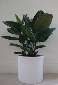 The plant has large, thick, oblong leaves and pairs of figlike fruits along its branches. Ficus Elastica Rubber Plant Guide Our House Plants