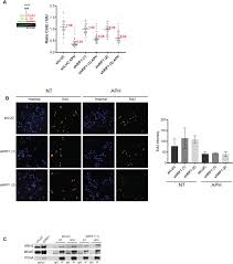 A mutation, which may arise during replication and/or recombination, is a permanent change in the nucleotide sequence of dna. The Isolation Of Proteins On Nascent Dna Ipond Reveals A Role For Rif1 In The Organization Of Replication Factories Biorxiv