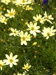 Grow a living privacy fence. 28 Yellow Perennials Ideas Perennials Planting Flowers Plants