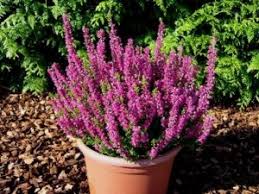 Possono essere di piccole o grandi dimensioni, arbustive, con fiori. 10 Piante Da Balcone Sempreverdi