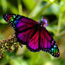 Karen Grant Beautiful Butterflies Butterfly Symbolism Rainbow Butterfly