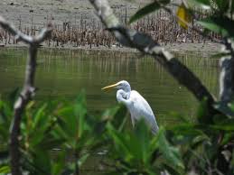 Kota kinabalu wetland centre is 24 hectares of the only remains of mangrove forest that once existed extensively along the coastal region of kota kinabalu, malaysia. Kota Kinabalu Wetland Centre Egret 10 1024 768 Wiola And Nico On The Road