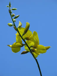 Image result for Spartium